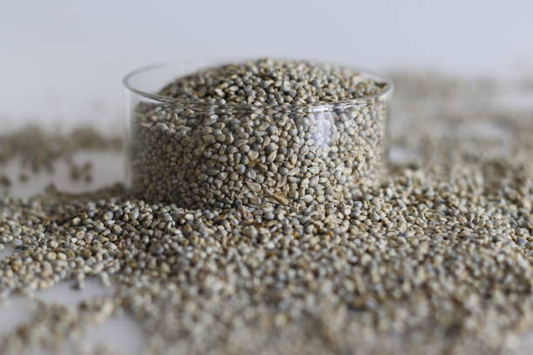 benefits-of-including-jowar